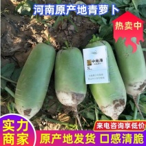 青萝卜个头均匀颜色鲜艳可水洗做各种包装产地直发