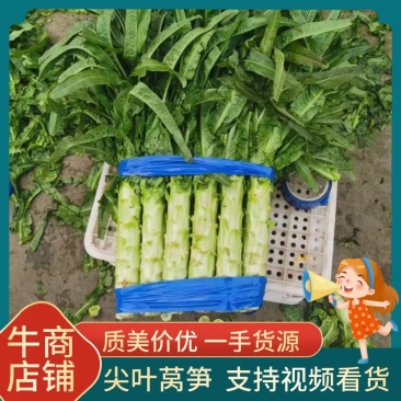 兰陵红尖叶窝笋大量上市，产地发货量大从优，代发全国