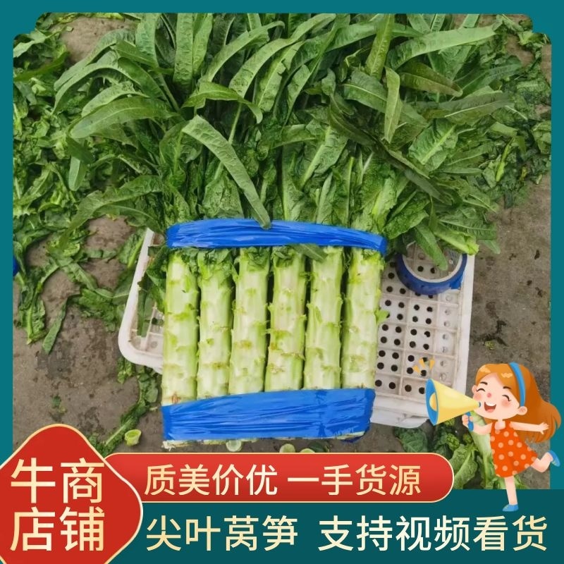 兰陵红尖叶窝笋大量上市，产地发货量大从优，代发全国