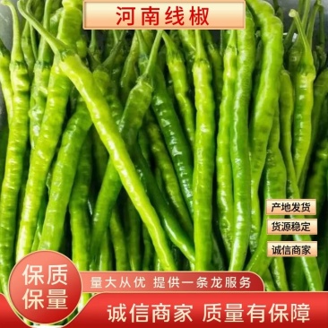 河南夏邑线椒以大量上市，颜色青，椒条长直，货源充足