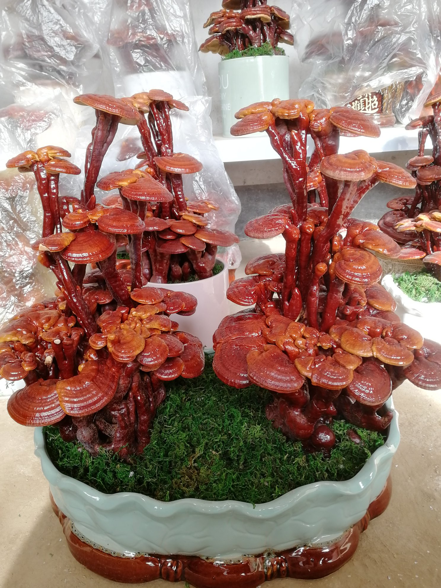 [灵芝盆景批发]山东聊城冠县灵芝盆景 38.00元/棵【精选】灵 _ 一亩田