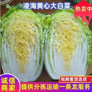 凌海黄心大白菜，基地直供，一手货源，分拣运输一条龙服务
