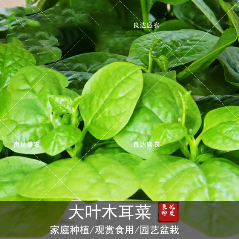 大叶木耳菜种子成活率高产量大抗病性好采收快