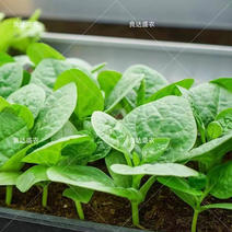 大叶木耳菜种子成活率高产量大抗病性好采收快
