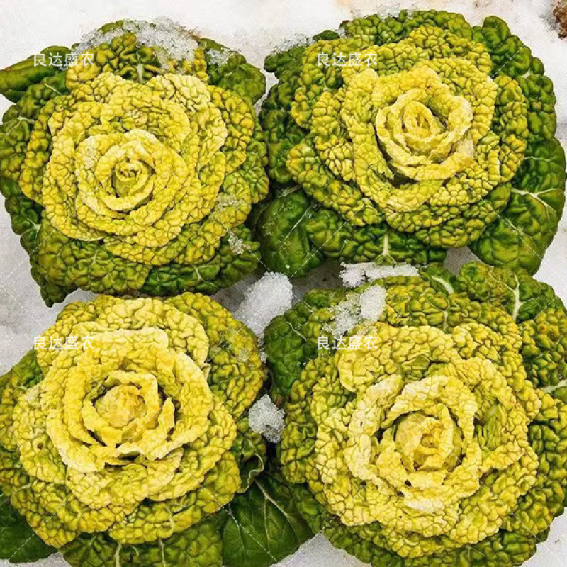 奶油乌塌菜黄芯乌种子耐寒耐抽苔外形美观耐运输