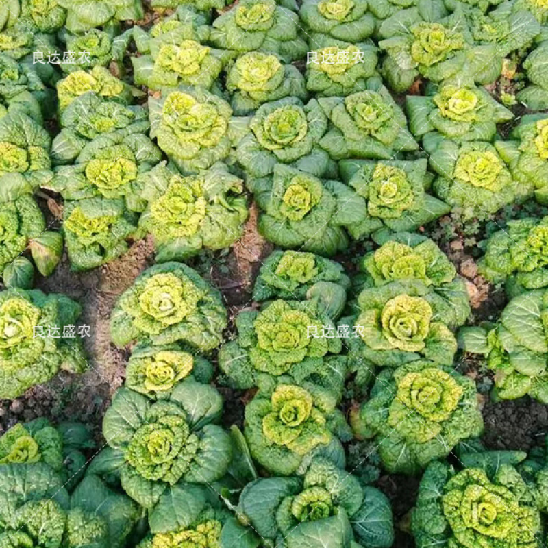奶油乌塌菜黄芯乌种子耐寒耐抽苔外形美观耐运输