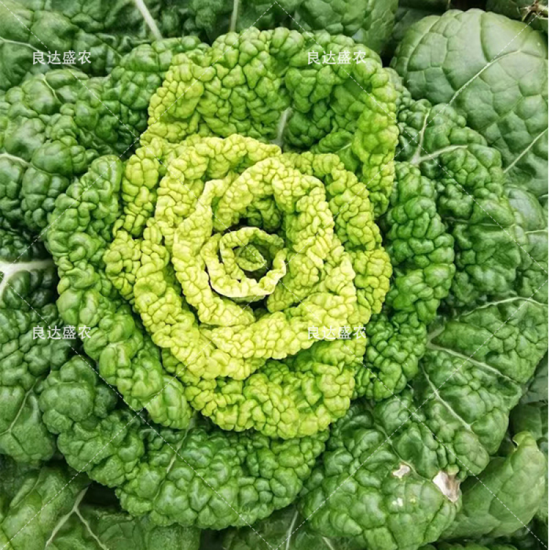 奶油乌塌菜黄芯乌种子耐寒耐抽苔外形美观耐运输