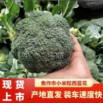 西兰花河南小米粒西蓝花耐寒优秀西兰花色泽艳球形好