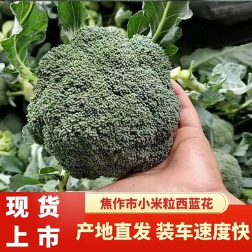 西兰花河南小米粒西蓝花耐寒优秀西兰花色泽艳球形好