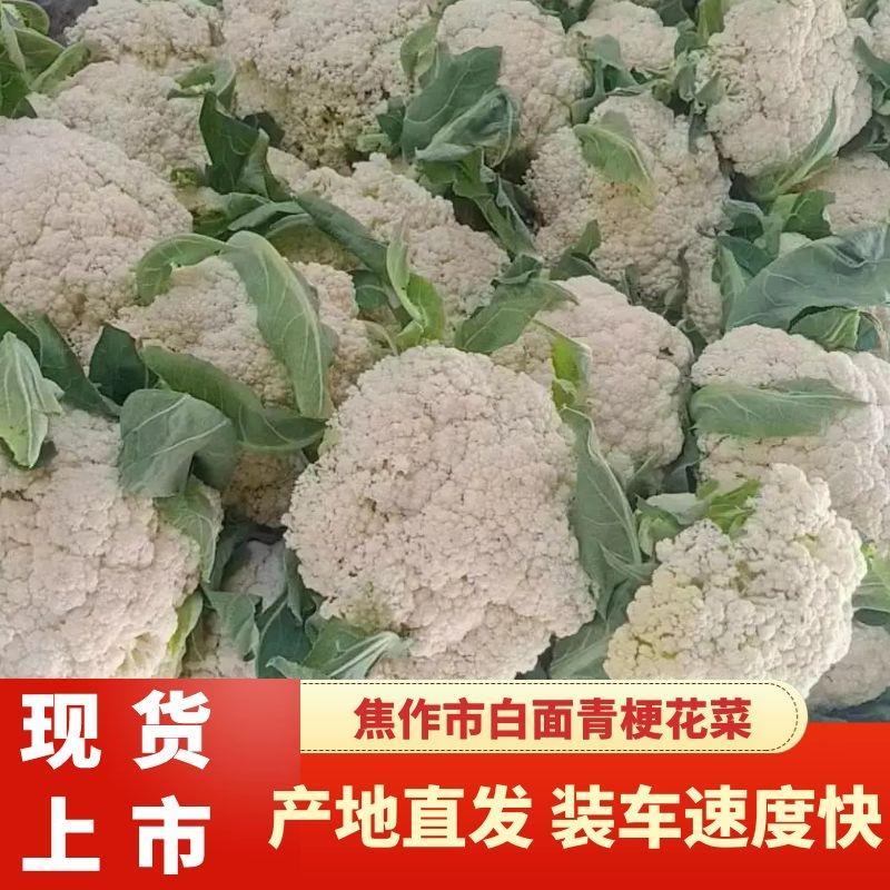 河南白面青梗有机花菜散花菜松花菜颜色好可视频看货