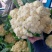 精品菜花白面青梗松花菜万亩基地对接加工厂市场电商代发全国