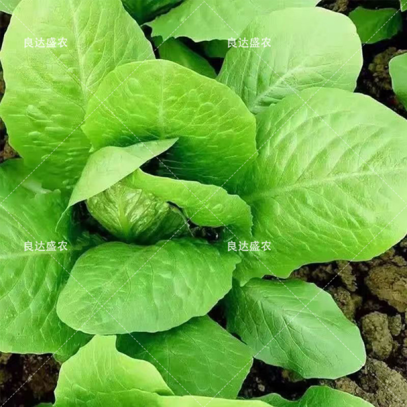 直立生菜孔雀菜汉堡菜良达盛农精心选育提纯出品