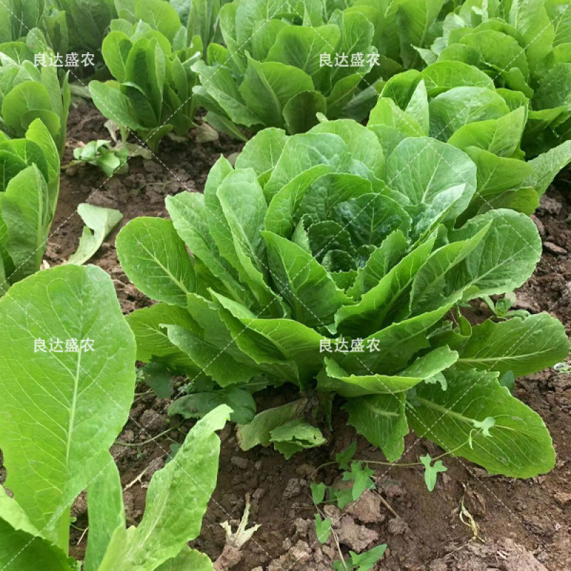 直立生菜孔雀菜汉堡菜良达盛农精心选育提纯出品