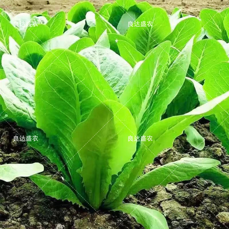直立生菜孔雀菜汉堡菜良达盛农精心选育提纯出品