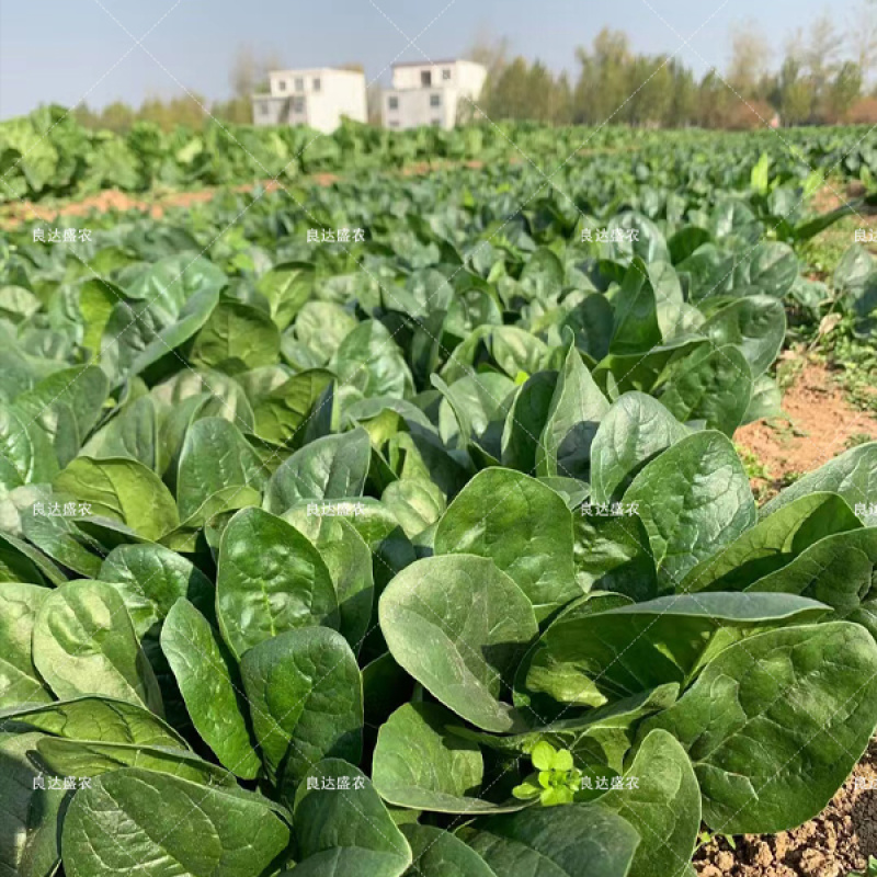 菠菜种子杂交大面积菠菜抗虫害抗14种小种病