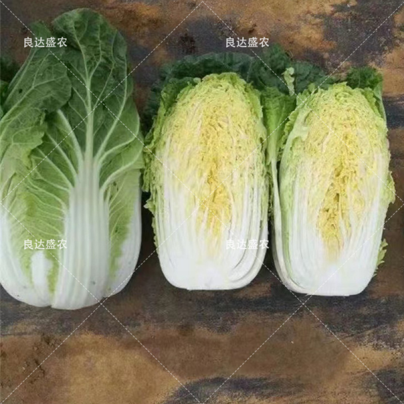 娃娃菜种子高产抗病良达盛农优质产品种植优选