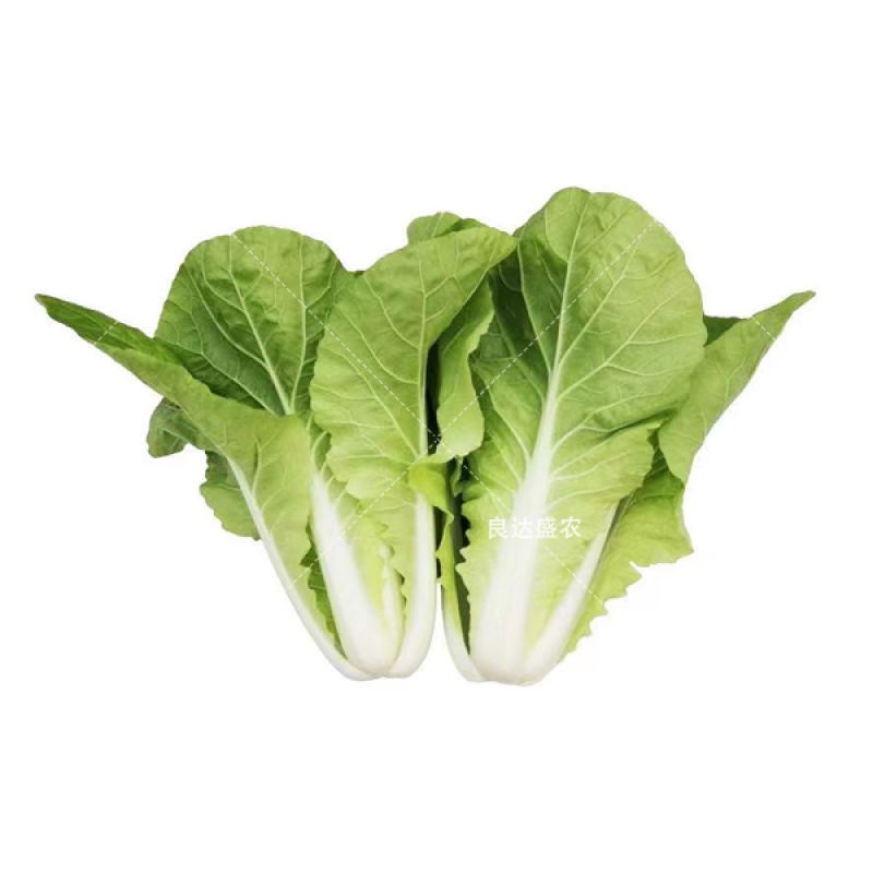 快菜种子早熟速生快菜良达盛农优质产品
