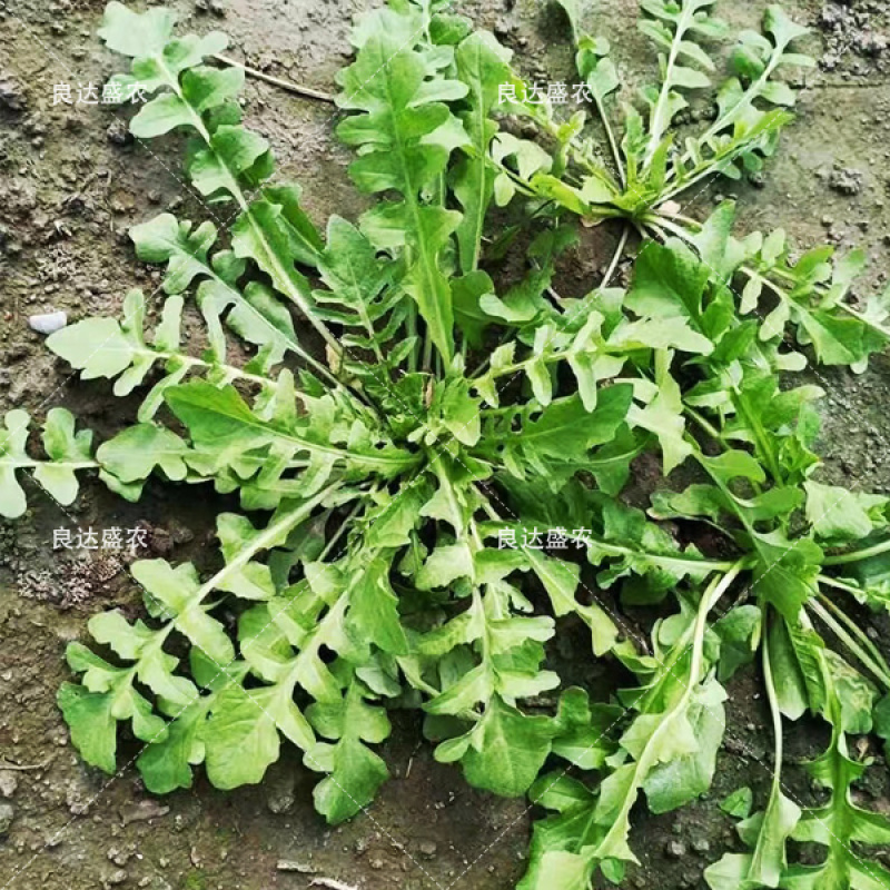 天然野生荠荠菜种子耐热耐旱耐寒地方野菜品种