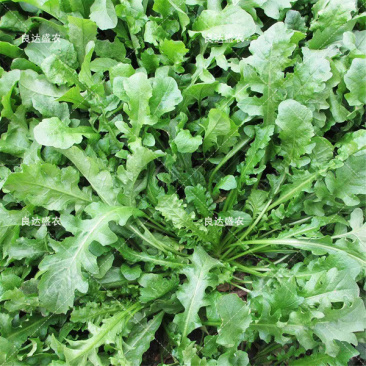 天然野生荠荠菜种子耐热耐旱耐寒地方野菜品种