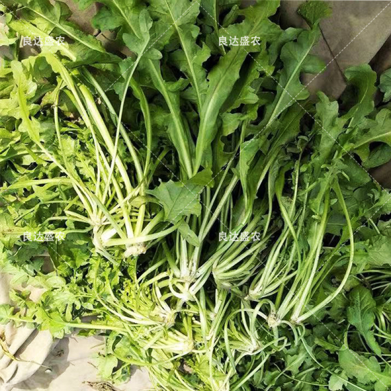 天然野生荠荠菜种子耐热耐旱耐寒地方野菜品种