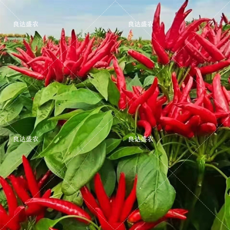 朝天椒种子辣味强口感好节间短座果率高单生适应性强