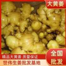 山东二号368高产山东优质生姜一手货源实地考察！