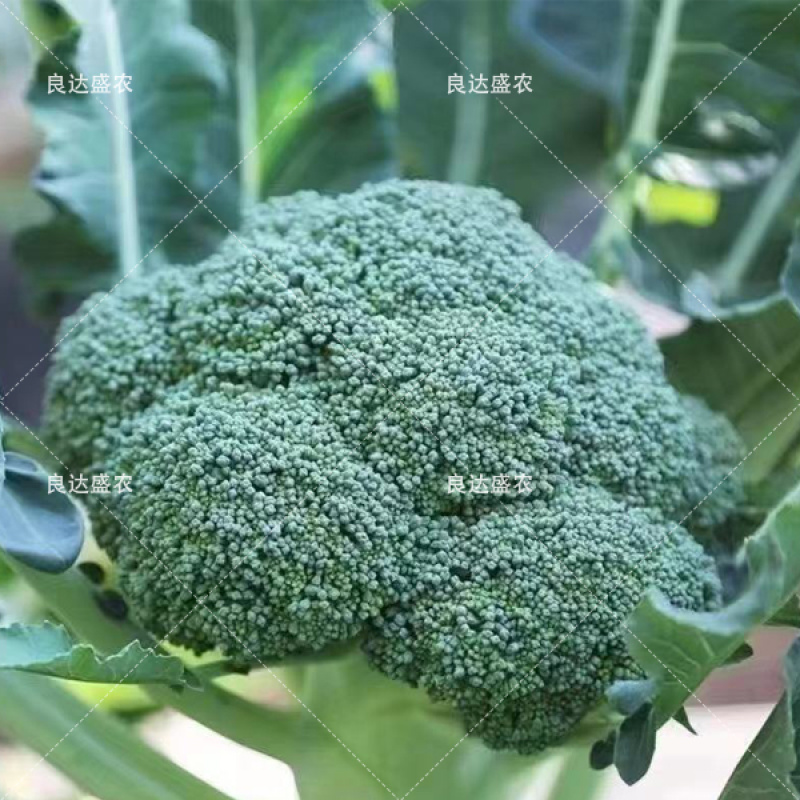 菜花种子杂交绿菜花种子早熟耐湿抗病蕾粒细不易散球形美观