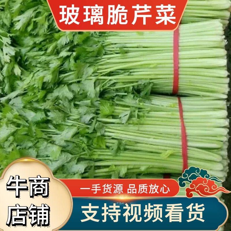 芹菜55cm，玻璃翠，蔬菜原产地，质量保证欢迎来