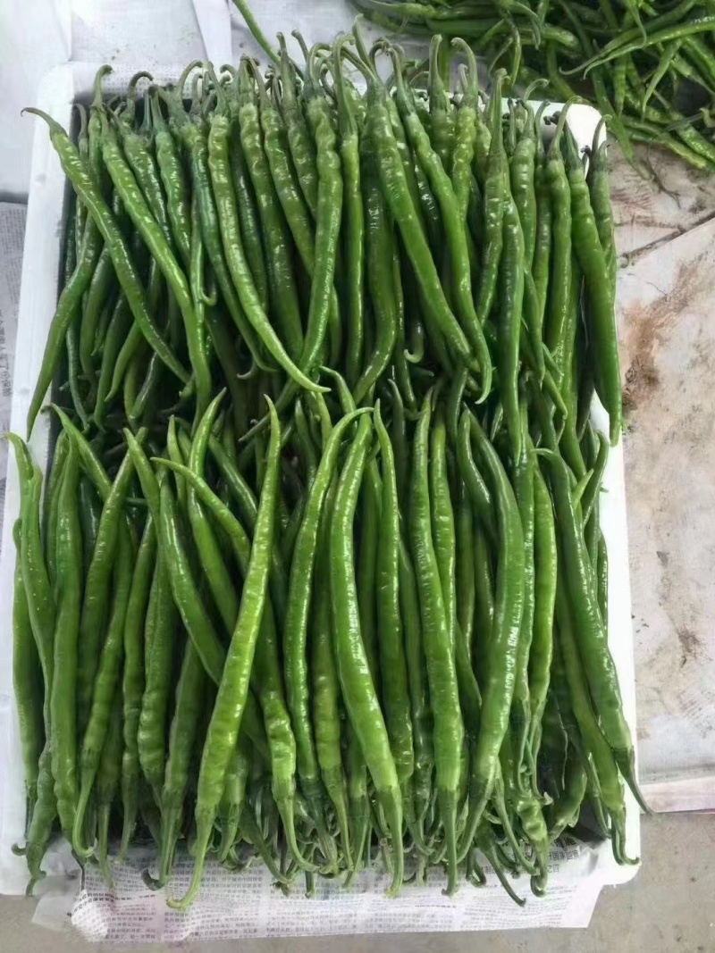 陕西大荔线椒二荆条大量上市产地直供量大从优可供全国商超