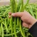 陕西大荔线椒二荆条大量上市产地直供量大从优可供全国商超
