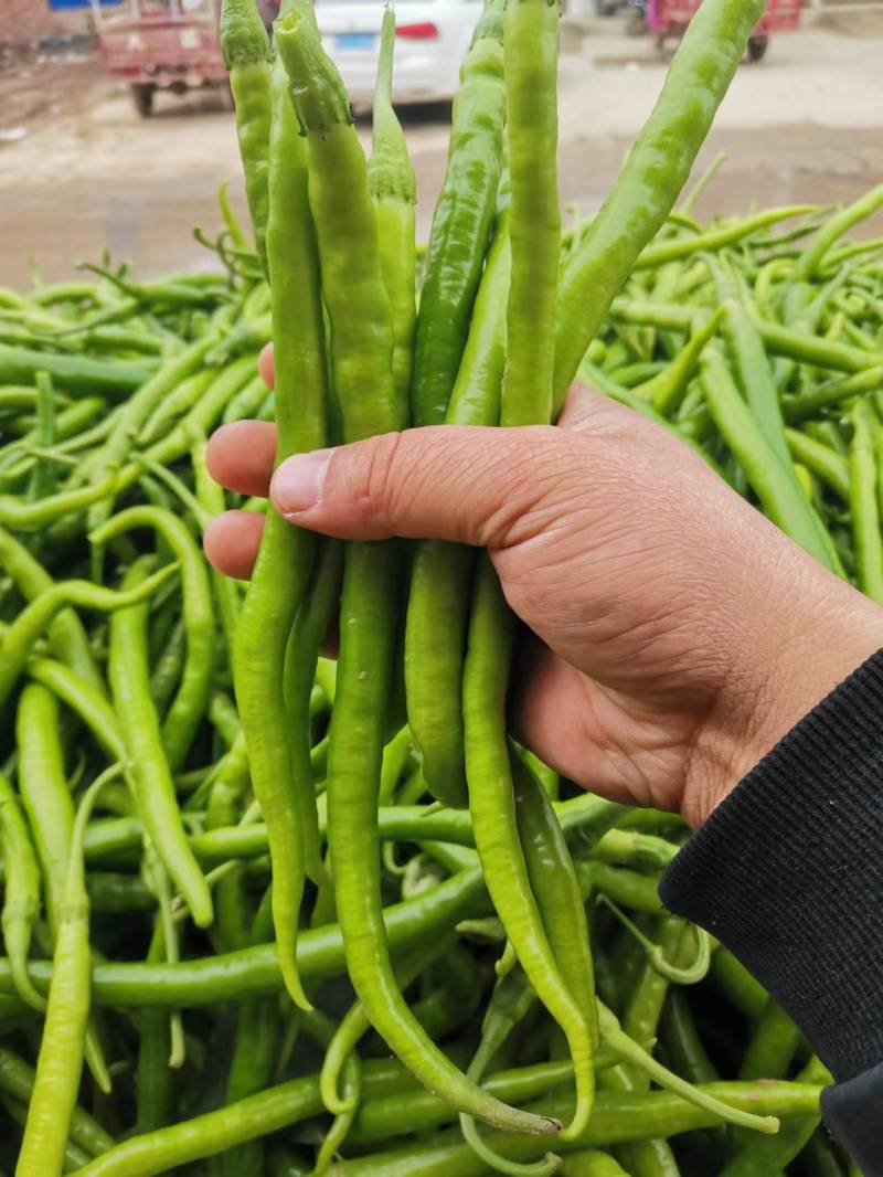 陕西大荔线椒二荆条大量上市产地直供量大从优可供全国商超