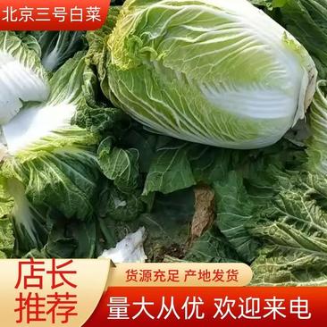 白菜北京三号白菜秦白二号品种齐全产地发货欢迎来电咨询