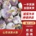 精品大蒜实力代办大批量供应可视频看货有杂交大蒜有太空大