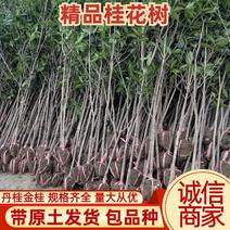 桂花树，咸宁桂花树，地径3至5公分，金桂丹桂