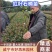 种苗绿化苗木红叶石楠苗红叶石楠树红叶石楠