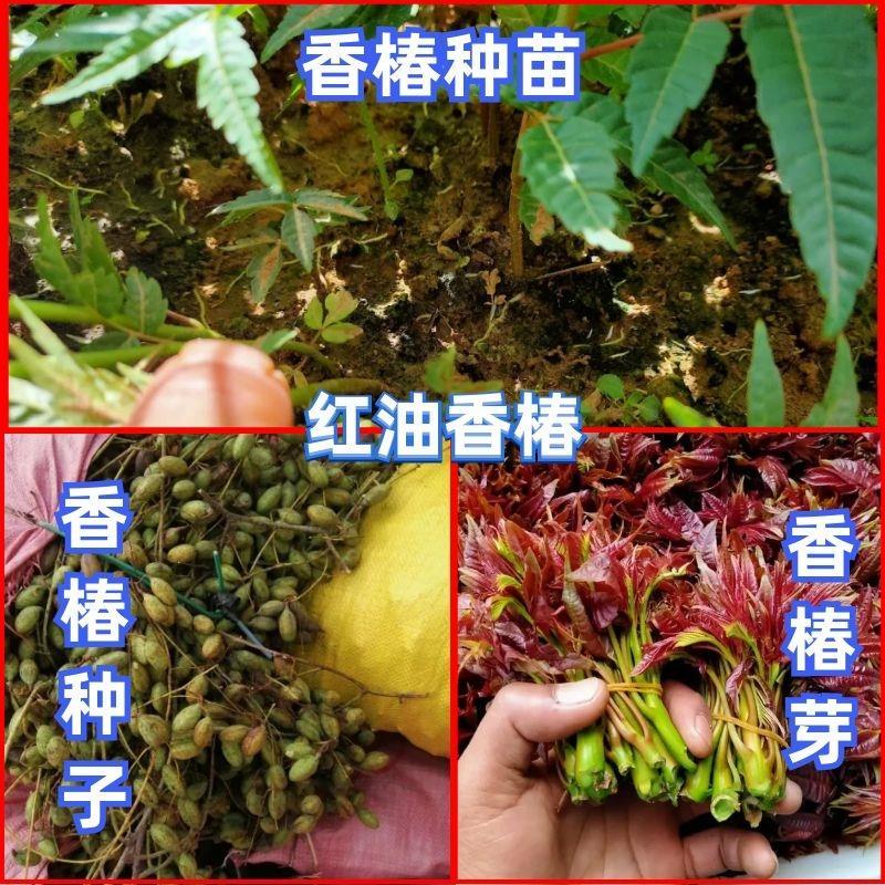 云南香椿芽（四季如椿）露天种植绿色无公害四季供应肥美鲜嫩