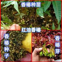 云南四季红油香椿苗（新品种正常温度露天冬天反季节上市）