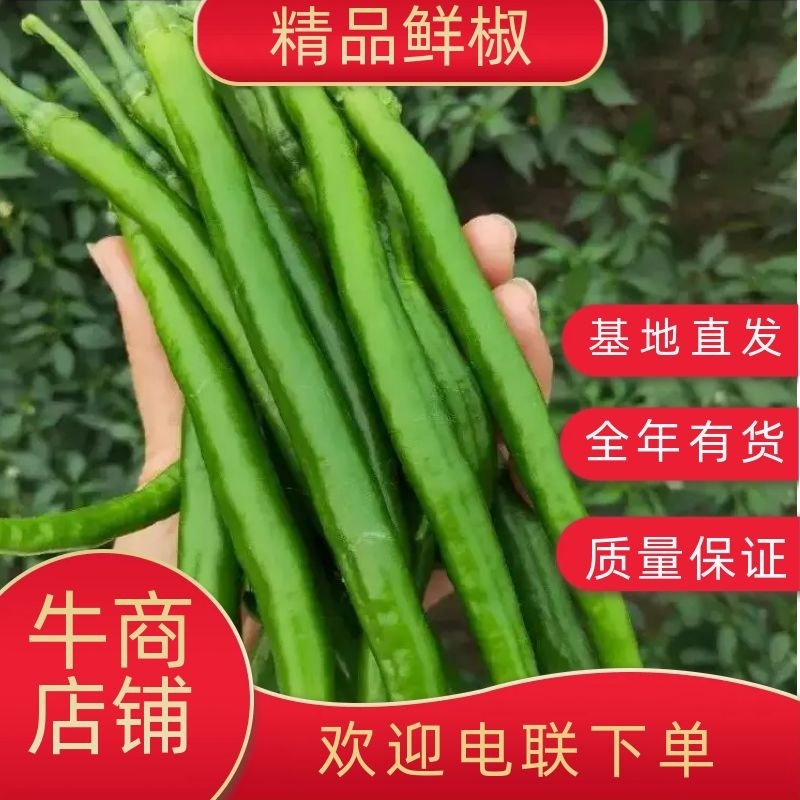 砀山精品线椒菜面干净鲜亮无虫眼颜色正个头均匀