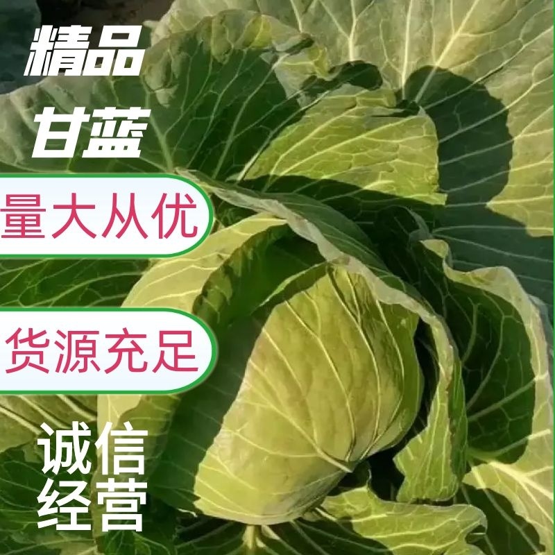 精品青甘蓝牛心菜圆包菜铁包个头均匀一手货源
