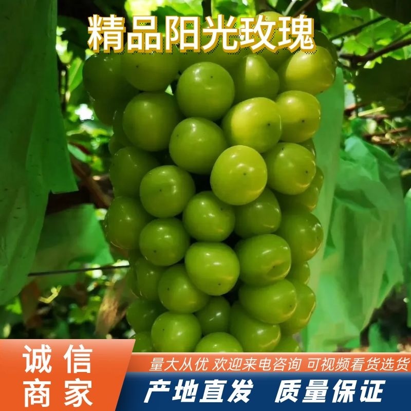 阳光玫瑰葡萄大量上市有想法的请联系质量三包。万亩基