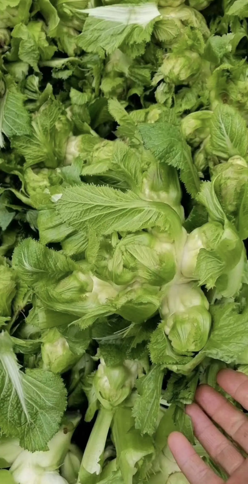 精品儿菜大量上市货源充足保质保量全国发货需要的老板联系
