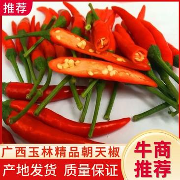 广西玉林博白县基地精品朝天椒大量上市欢迎老板来电详谈
