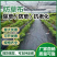 加厚防草布除草布农用打孔盖草抑草遮草布透气透水抗老化果园
