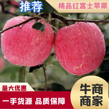 【精品】辽宁绥中寒富苹果大量有货产地直发价格美丽