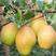 红香酥梨苗品种纯正根系发达现挖现发保湿发货