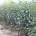 红香酥梨苗品种纯正根系发达现挖现发保湿发货