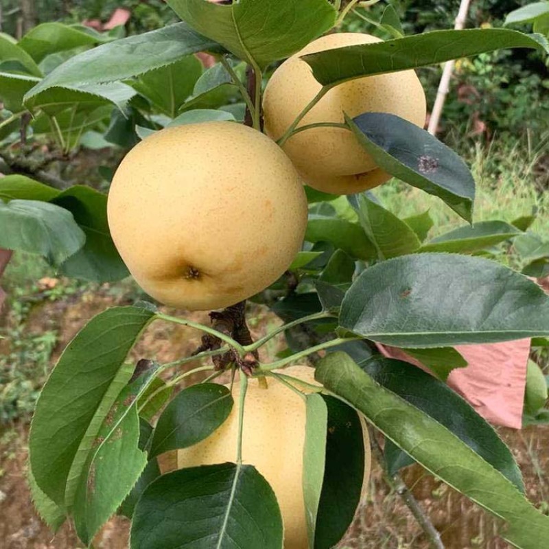 梨树苗皇冠梨苗品种纯正根系发达现挖现发保湿发货