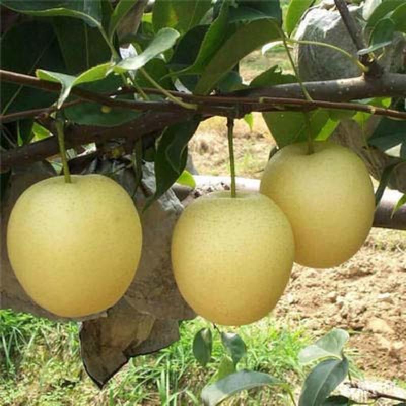 梨树苗皇冠梨苗品种纯正根系发达现挖现发保湿发货