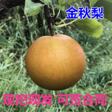 梨树苗金秋梨树苗品种纯正根系发达现挖现发