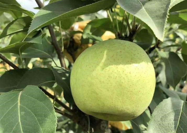 绿宝石梨深加工产品展示